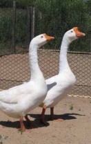 Casal de gansos vira ‘segurança’ em condomínio