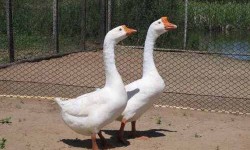 Casal de gansos vira ‘segurança’ em condomínio
