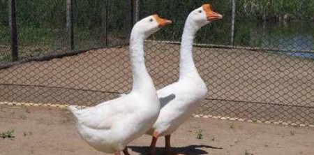 Casal de gansos vira ‘segurança’ em condomínio